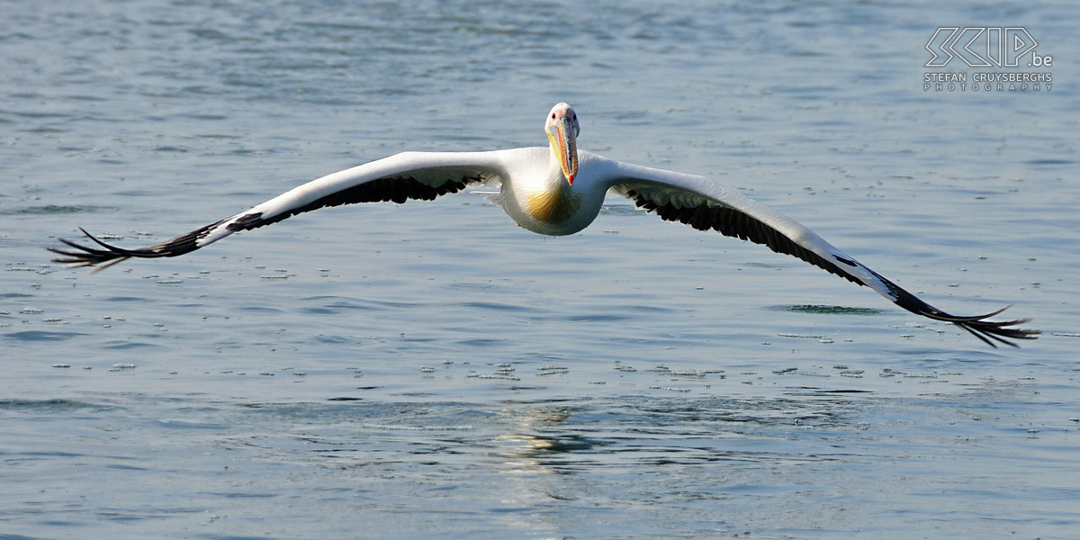 Walvisbaai - Witte pelikaan In Walvisbaai maken we een tour met een bootje op zoek naar zeevogels en dolfijnen.  Stefan Cruysberghs